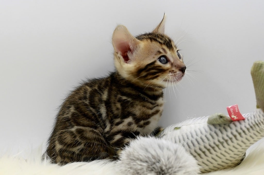 Préparer son animal aux changements de rythme